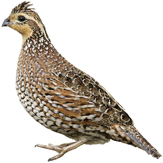 Northern Bobwhite Quail